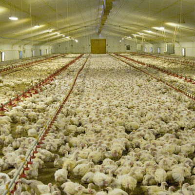 45-65 κοτόπουλα κρεατοπαραγωγής Linear Feeder Poultry Automatic With Feed Hopper
