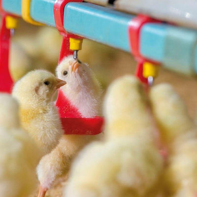 Ζεστή χοάνη γαβανισμένης τροφοδοσίας κοτόπουλου διαμέτρου 330 mm